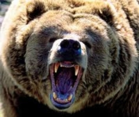 В Приморье медведя, напавшего на пенсионерку, искали два дня