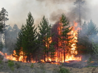 ​В Приморье лесных пожаров нет