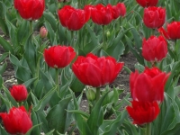 ​На городских клумбах появились первые ростки тюльпанов