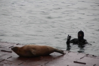Очередного тюленя спасли в бухте 