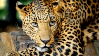 П​острадавший от браконьеров котенок леопарда оказался умелым охотником