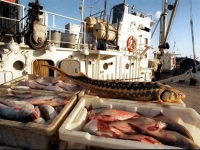 С​вободный порт Владивосток - новая перспектива рыбацкой отрасли