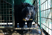 ​В Китай из Уссурийской тайги сбежал медведь