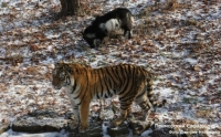 ​«Жив ли Тимур?»: наблюдать за дружбой тигра и козла можно будет через спутник