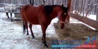 Из детского лагеря в Арсеньеве украли лошадей