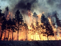 ​Администрация Владивостока призывает не допустить возникновения лесных пожаров