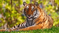 Во Владивостоке поймали тигра