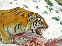 В Приморье к людям вышел ещё один тигр