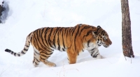 Шкуру убитого тигра нашли у жителя Владивостока