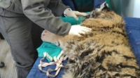 Раненному браконьерами тигрёнку будут делать операцию в Приморье