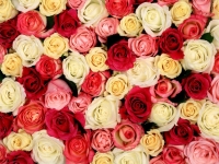 В пятницу, 20 января, владивостокцев приглашают на занятие по выращиванию роз