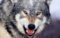 Численность волков на Дальнем Востоке в два раза выше нормы