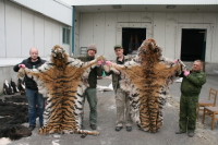 Убийца 6 амурских тигров и 46 медведей заплатит Приморью почти 10 млн рублей