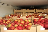 Приморские полицейские изъяли 720 коробок санкционных фруктов