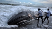​Сотни китов выбросились на берег на юге Новой Зеландии