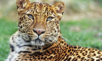 Упитанный дальневосточный леопард стал звездой интернета в Китае