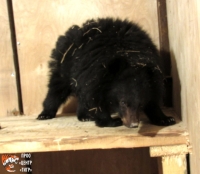 Найденный приморцами в сарае медвежонок идет на поправку