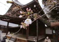 В храме Ясукуни в центре Токио началось цветение сакуры