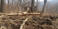 Во Владивостоке с начала марта этого года «черными лесорубами» вырублено и повреждено более 100 деревьев
