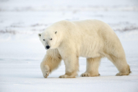 Приморские полицейские возбудили уголовное дело из-за убитого белого медведя