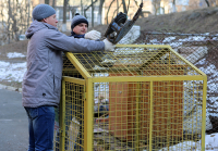 Административные комиссии Владивостока выписывают штрафы за мусор и парковку на газонах