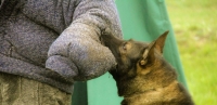 Кинологи Владивостока показали юным горожанам, как работают служебные собаки МВД