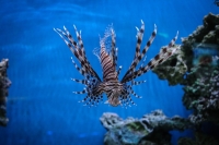Тропические рыбы  пополнили экспозицию  Приморского океанариума