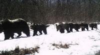 В Приморье обнаружили многодетную мать-медведицу