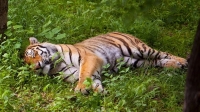 Тигр Владик успешно охотится в нацпарке «Бикин»