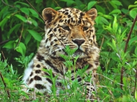 На фестивале V-Rox во Владивостоке расскажут о дальневосточном леопарде