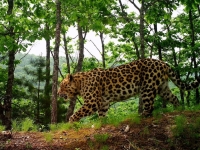 Китай сохранит редких кошек вместе с «Землей леопарда»
