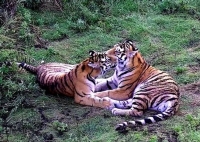 Больше, чем просто друзья: тигр и тигрица проверяют свои чувства в одном вольере