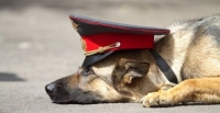 Пёс-полицейский помог найти убийцу в Приморье