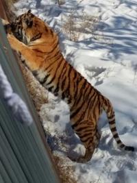 ​Пропавший весной в Приморье тигр оказался живым