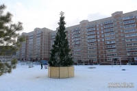 Новый год 2018: монтаж ёлок продолжается во Владивостоке