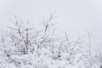 Администрация Владивостока поздравляет жителей и гостей города с наступающим Новым годом и  предупреждает о  снегопаде