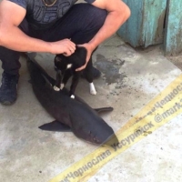 Выловленная акула в Приморье может укусить, как злая собака