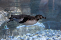 Пингвины Гумбольдта  переехали в главный корпус Приморского океанариума