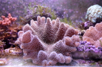 В Приморском океанариуме поселились редкие кораллы