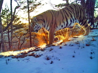 Красота тигров и леопардов из Приморья поразила экспертов