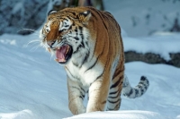В Приморье тигр вышел из тайги к людям - на фотосессию