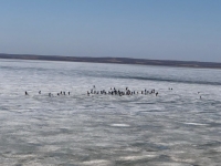 Медаль за навагу: Во Владивостоке рыбаки продолжают выходить на лёд (ФОТО)