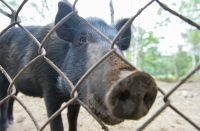 Одну вспышку африканской чумы свиней ликвидировали в Приморье