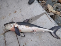 Во Владивостоке на побережье бухты Емар выбросило акулу-мако (ФОТО)