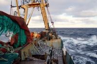 Свыше 1 тысячи тонн наваги выловили приморские рыбаки в этом году