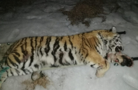 В Приморье обезвредили вторую за год группу, убивавшую тигров
