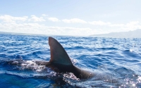 «Человек как корм акулу не интересует»: хищницы замечены в водах Приморья