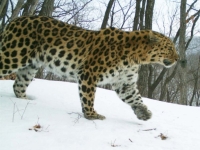 VladNews огласит имя дальневосточного леопарда 2 марта