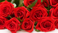 Не дарите дамам цветы: зараженные розы не пустили во Владивосток