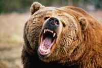 Медведь прокусил голову жителю Приморья